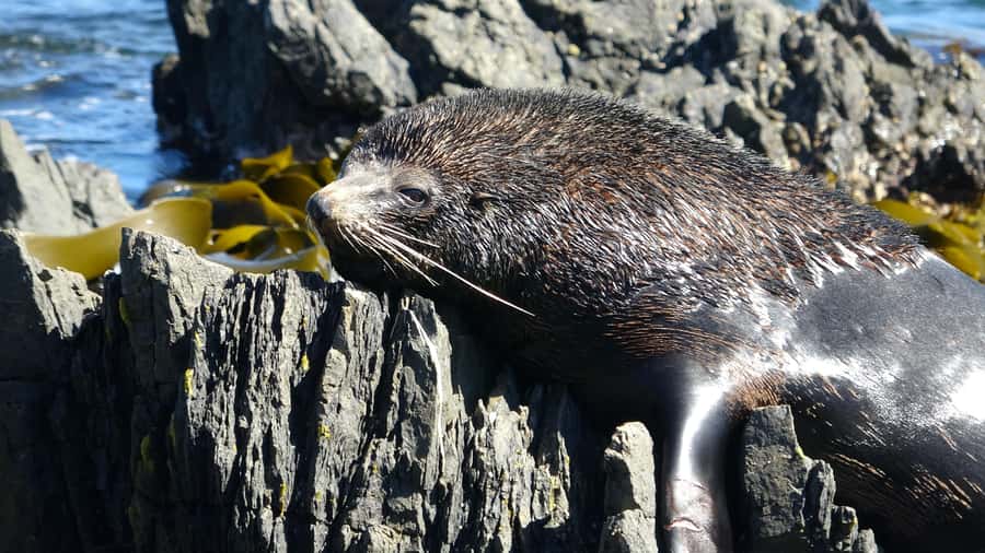 Wellington: Half Day Seal Coast Safari - Key points before you book