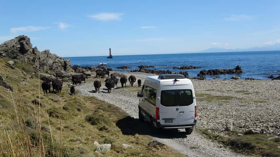 Wellington: Half Day Seal Coast Safari - Should you book the Seal Coast Safari?