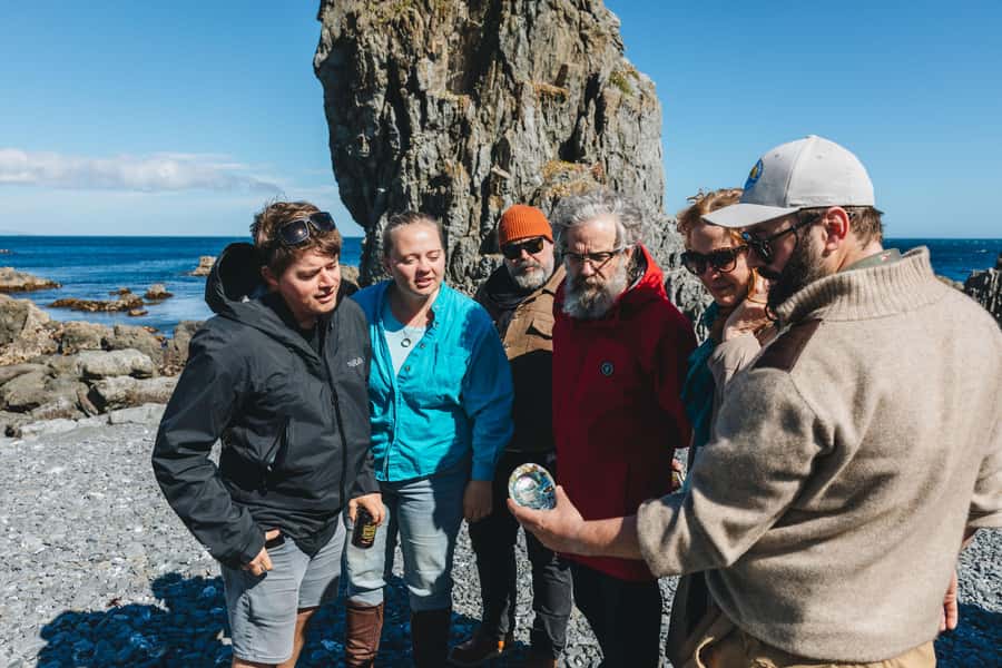 Wellington: Half Day Seal Coast Safari - From central Wellington to a native forest canopy