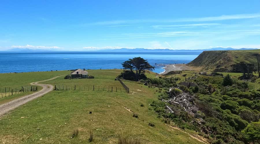 Wellington: Half Day Seal Coast Safari - Why the guide can make or break the trip