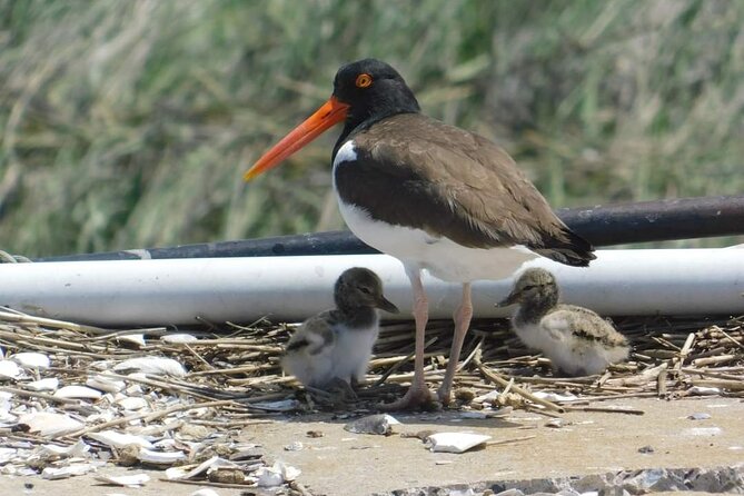 Wetlands Safari Eco-Cruise in Cape May (Osprey Birding By Boat) - Key points to know before you book