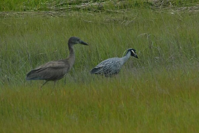 Wetlands Safari Eco-Cruise in Cape May (Osprey Birding By Boat) - Entering the Cape May salt marsh at 10 a.m.