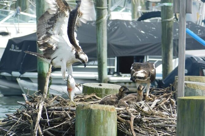 Wetlands Safari Eco-Cruise in Cape May (Osprey Birding By Boat) - Two hours is the right length for this outing