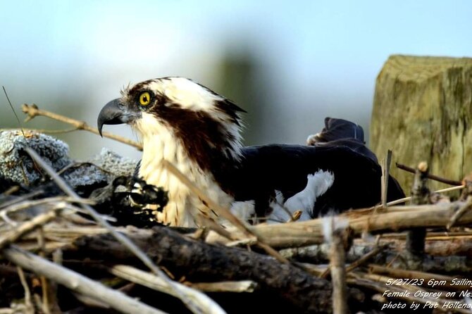 Wetlands Safari Eco-Cruise in Cape May (Osprey Birding By Boat) - What may disappoint you