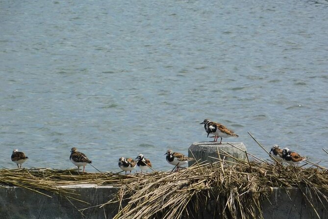 Wetlands Safari Eco-Cruise in Cape May (Osprey Birding By Boat) - Finding ospreys, eagles, turtles, and secretive marsh birds