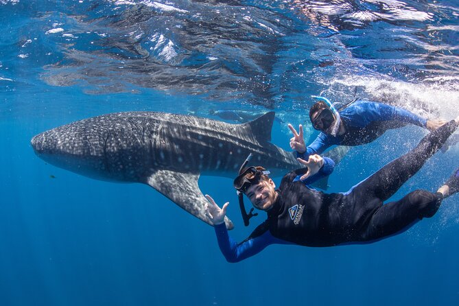 Whale Shark Safari - Why Coral Bay Is a Good Place for Whale Sharks