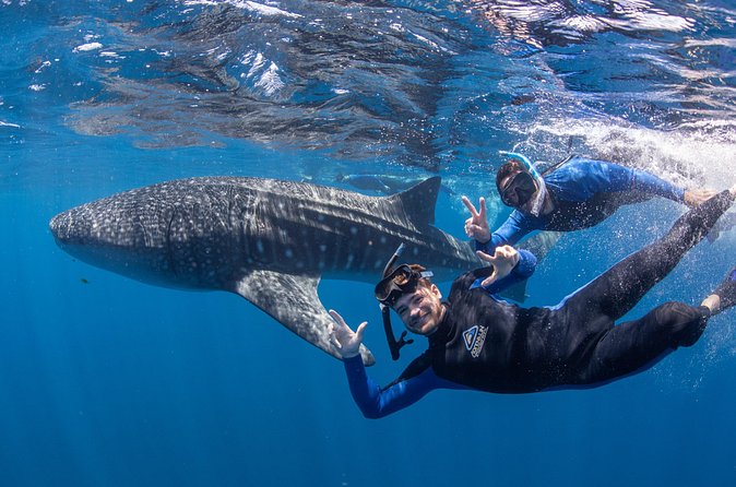 Whale Shark Safari - Swimming With the Whale Sharks in Groups of 10