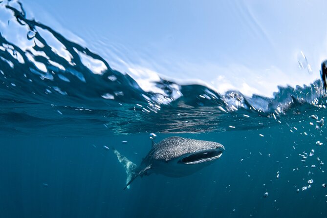 Whale Shark Safari - Lunch, Drinks, and the Practical Value of the Price