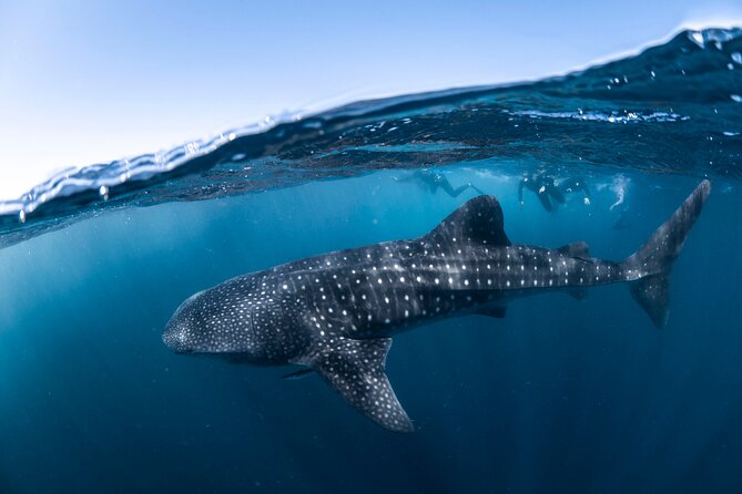 Whale Shark Safari - What the 20 Person Limit Means