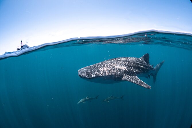 Whale Shark Safari - Who Will Enjoy This Day Most