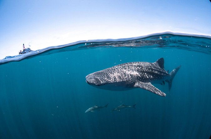 Whale Shark Safari - Weather, Cancellations, and Smart Planning