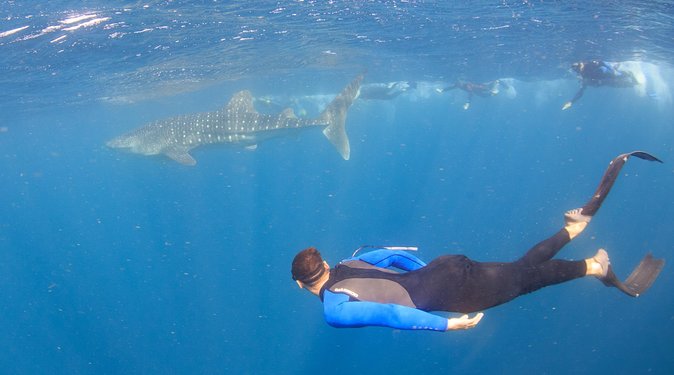 Whale Shark Safari - Morning Tea and the Run to the Outer Reef