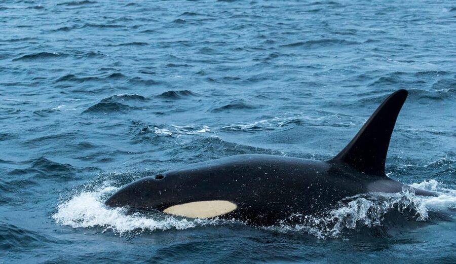 Whale Watching RIB Safari at Skjervøy - Key details before you book