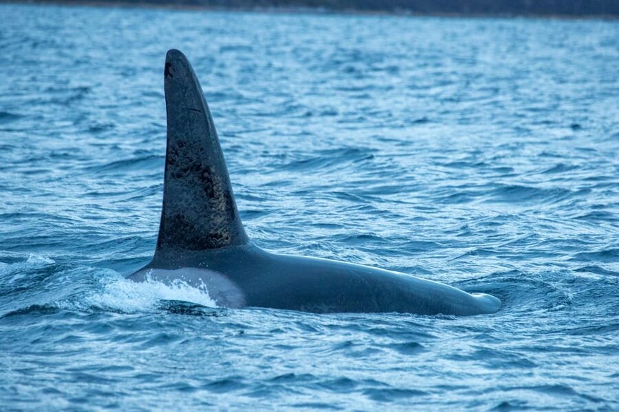 Whale Watching RIB Safari at Skjervøy - Three hours on the RIB boat