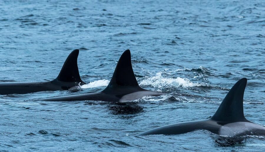 Whale Watching RIB Safari at Skjervøy - Starting in Tromsø at 5:20 in the morning