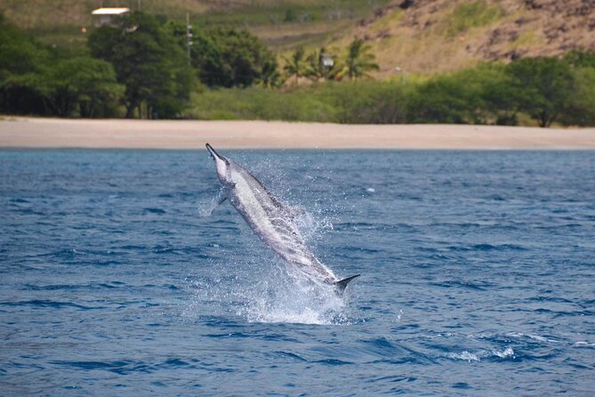 Wild Dolphin Watching and Snorkel Safari Off West Coast of Oahu - January through March: the whale-watching advantage