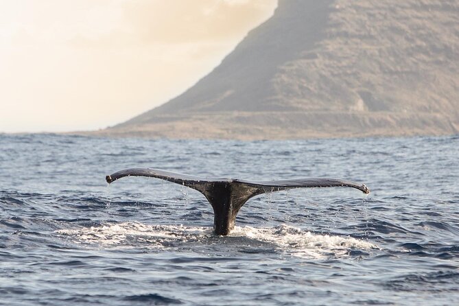 Wild Dolphin Watching and Snorkel Safari Off West Coast of Oahu - Snorkeling with turtles and reef fish