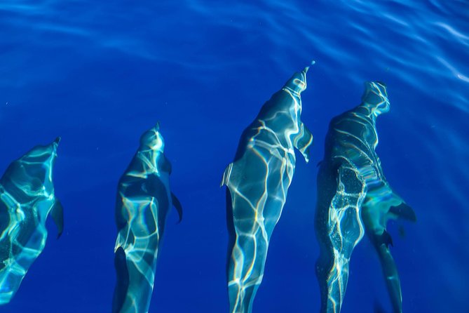 Wild Dolphin Watching and Snorkel Safari Off West Coast of Oahu - Lunch, drinks, and onboard extras