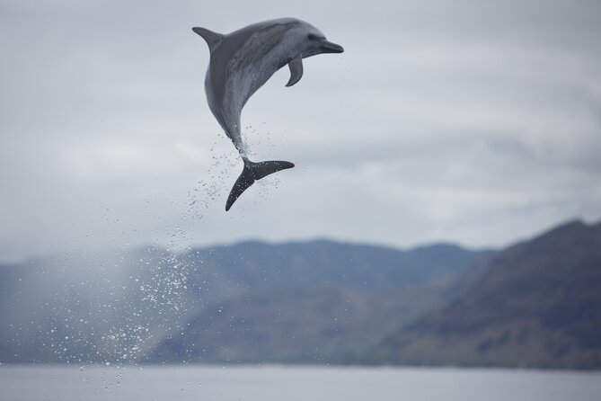 Wild Dolphin Watching and Snorkel Safari Off West Coast of Oahu - What the $193.88 price really buys
