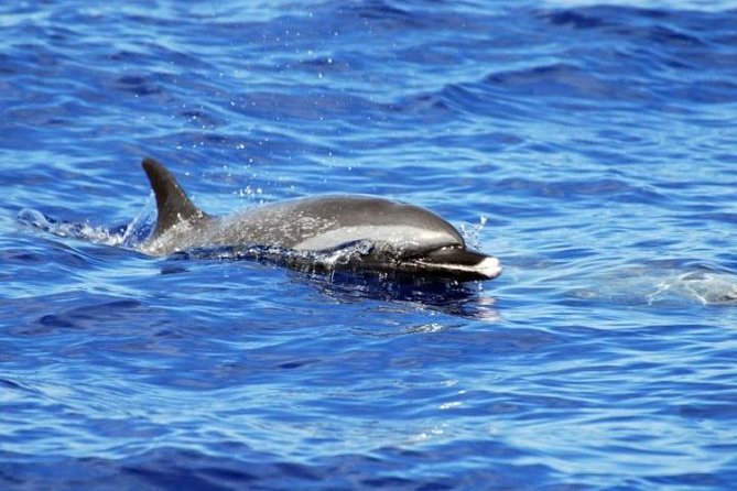 Wild Dolphin Watching and Snorkel Safari Off West Coast of Oahu - Timing, pickup, and practical comfort