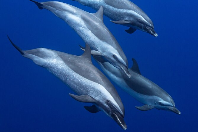 Wild Dolphin Watching and Snorkel Safari Off West Coast of Oahu - First stop: searching for spinner dolphins