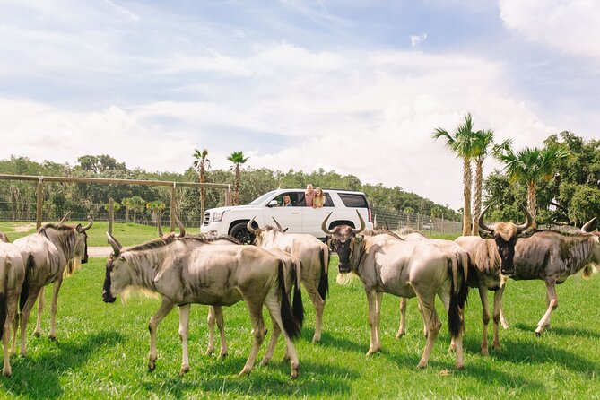 Wild Florida Drive-Thru Safari and Gator Park Admission - A self-guided safari near Orlando