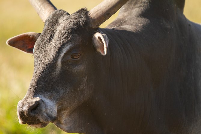 Wild Florida Drive-Thru Safari and Gator Park Admission - Gator Park adds shows and walk-through exhibits