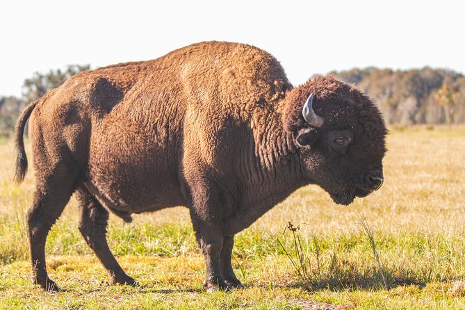 Wild Florida Drive-Thru Safari and Gator Park Admission - How long to plan and when to arrive