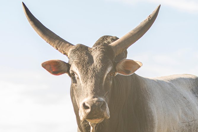 Wild Florida Drive-Thru Safari and Gator Park Admission - Price and overall value at $35
