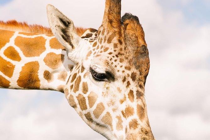 Wild Florida Drive-Thru Safari and Gator Park Admission - Who will enjoy this most