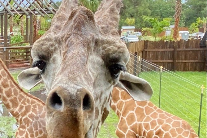 Wild Florida Drive-Thru Safari and Gator Park Admission - What you may see from the driver’s seat