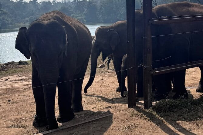 Wild Life Jeep Safari Tour at Bannerghatta with Private Transfer - Key points to know before booking
