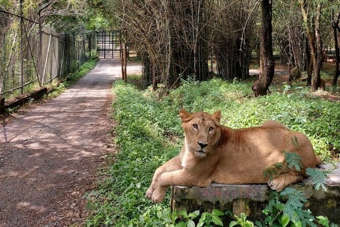 Wild Life Jeep Safari Tour at Bannerghatta with Private Transfer - The 50 to 60 minute jeep safari