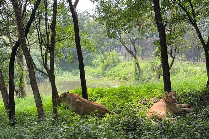 Wild Life Jeep Safari Tour at Bannerghatta with Private Transfer - How the private format changes the day