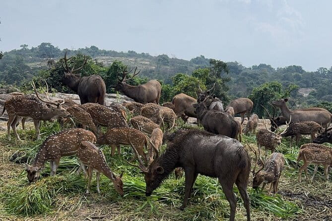 Wild Life Jeep Safari Tour at Bannerghatta with Private Transfer - What makes the animal sightings worthwhile