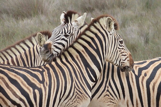 Wildlife Safari, Olive, Beer/Wine Tasting Day Tour from Cape Town - Buffelsfontein: three hours of wildlife