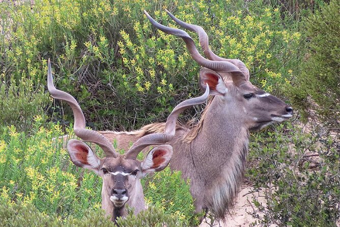 Wildlife Safari, Olive, Beer/Wine Tasting Day Tour from Cape Town - Darling Olives and the case for tasting something new