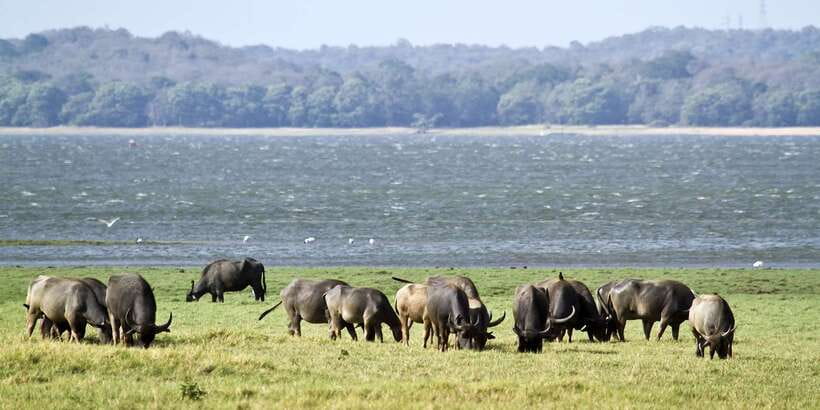 Wilpattu National Park Safari Tour from Colombo - Booking flexibility and final practical advice