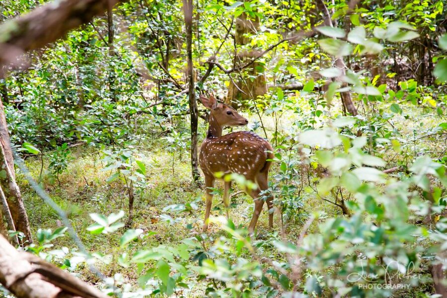 Wilpattu National Park Safari Tour from Colombo - Three hours by 4WD safari jeep