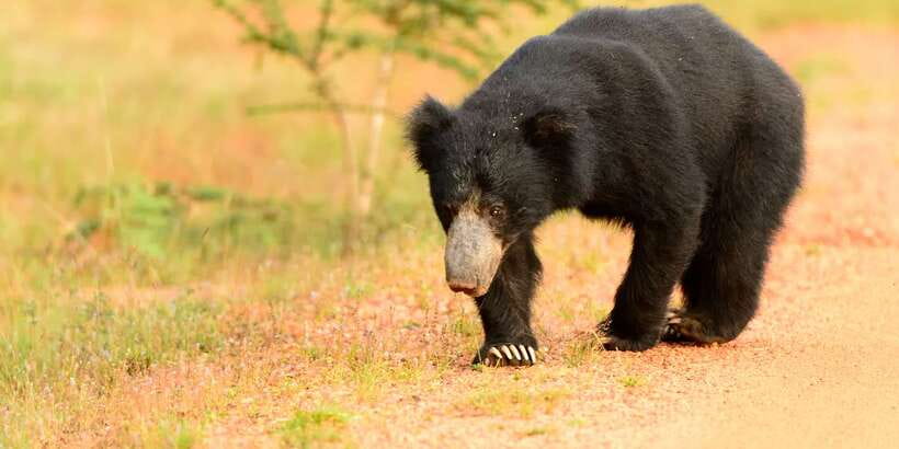 Wilpattu National Park Safari Tour from Colombo - Lunch near Puttalam, with the bill on you