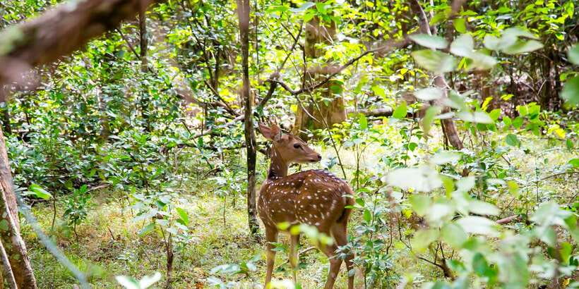 Wilpattu National Park Safari Tour from Colombo - The return ride and the practical weak spots