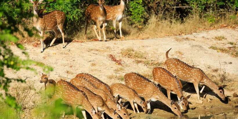 Wilpattu National Park Safari Tour from Colombo - A four-hour road journey from Colombo