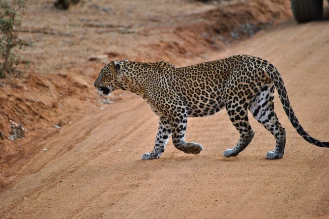 Yala 4h Jeep Safari: Guided Wildlife Experience (All Inclusive) - Key things to know before booking