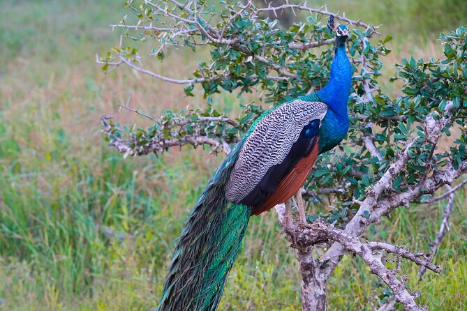 Yala 4h Jeep Safari: Guided Wildlife Experience (All Inclusive) - The guide can shape the whole safari