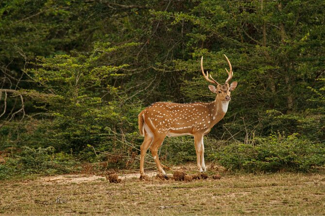Yala 4h Jeep Safari: Guided Wildlife Experience (All Inclusive) - Who should book this Yala safari?