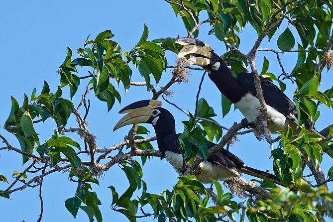 Yala 4h Jeep Safari: Guided Wildlife Experience (All Inclusive) - Four hours among Yala’s animals