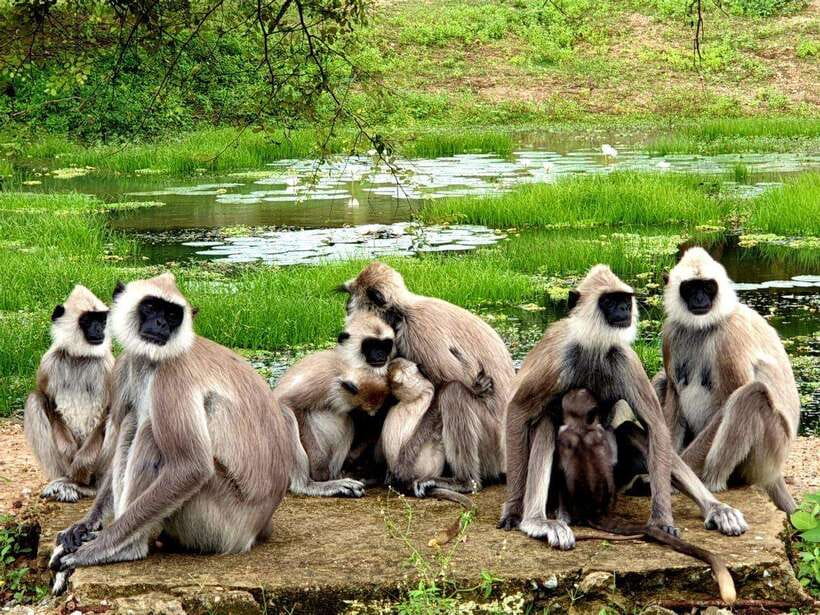 Yala National Park: 7 hour & 12 hour Leopard Safari Tours - Key points before you book