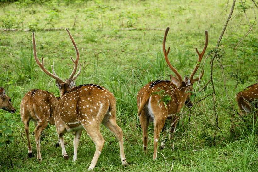 Yala National Park: 7 hour & 12 hour Leopard Safari Tours - Who should book this Yala outing?