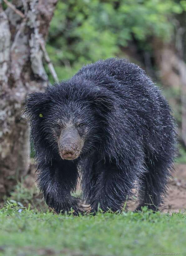 Yala National Park: 7 hour & 12 hour Leopard Safari Tours - What this Yala safari actually offers