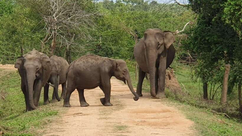 Yala National Park: 7 hour & 12 hour Leopard Safari Tours - Inside the 44 jeep: comfort and group size